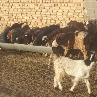 کهره نر و ماده بره نر و ماده میش و بز