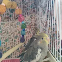 پرنده عروس هلندی