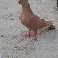 کبوتر زرد ماده