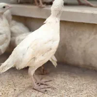 بلدرچین سفید(زینتی)