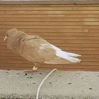 کبوتر رنگی دم سفید سینه ایی کله ایی