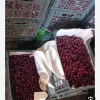 آلبالوی نمین