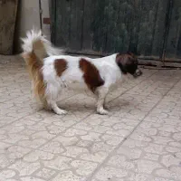 سگ اشپیتز ماده