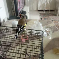سهره دورگ زیبا جفتی
