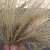 فروش جو تیمی درجه یک