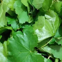 برگ مو
