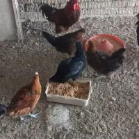 مرغ و خروس محلی