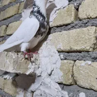 نر طوق هفت رنگ یکه