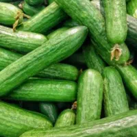 خیار تازه و درجه یک