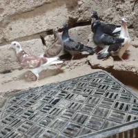 جوجه..