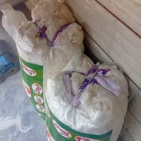 پنبه