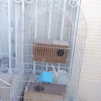 فروش انواع قفس با لونه