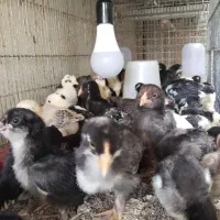 مرغ و خروس و جوجه گلین لری