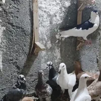 جوجه