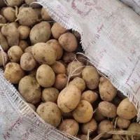 سیب دامی دامی سیب