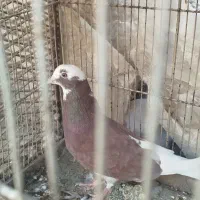 فروش کبوتر