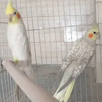 3جفت عروس هلندی مولد