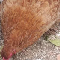 مرغ امپراتور برهما با خورس تخم گذار هستن