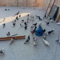 کفتر یجایی پرشی