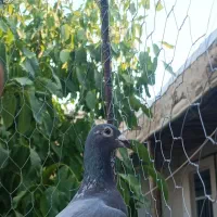 خط سفید ماده
