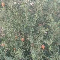 باغچه