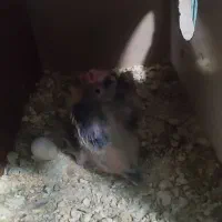 جوجه عروس سرلاکی