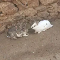 اکانت فری فایر