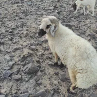 کوچ چپشت نریگ تالی از 13/تومن به بالا