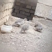 بلدرچین