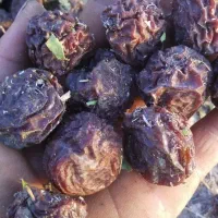 فروش الوچه خشک افتابی واجاره الو رودرخت