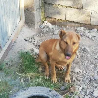 واگذاری سگ  نگهبان