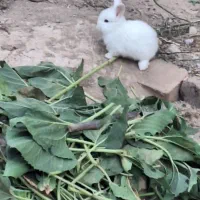 خرگوش لوپ  سفید برفی