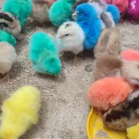 جوجه رنگی 30 جوجه محلی 120