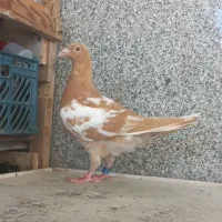 **پلاکی و نقره ای**