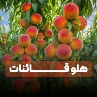 نهال انواع میوه های اصلاح شده +با ضمانت