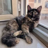 واگذاری گربه