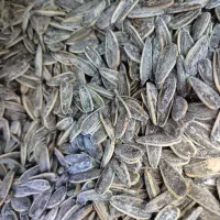 تخمه افتابگردان خارجی