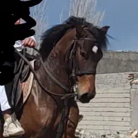 اسب کرد مادیان