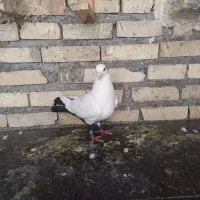 کبوتر دم سیاه دورگ