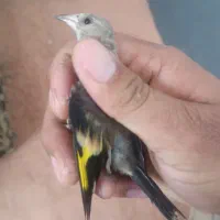 سهره|پرنده|شیروان (خراسان), |دیوار