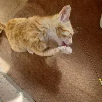 گربه نارنجی