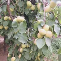 زرد الو
