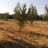 فروش-باغ-گردو-بادام-آلوچه
