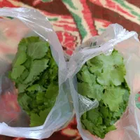 برگ انگور