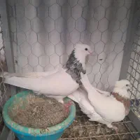 یک جفت طوقی عالی