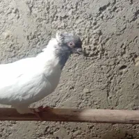 ماده نقش