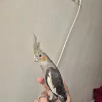 عروس هلندی