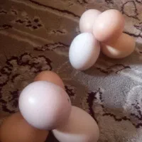 تخم مرغ محلی