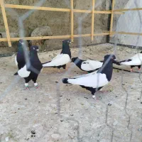 کفتررسینه سیاه کبوترسینه سیاه