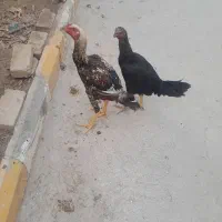فروش دوعددمرغ ویروس لاری درجه یک حدود۵ماهه